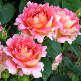 Rose des Cisterciens rožė